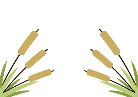 Reed, Cattail, Cane. Flat Vector Icon illustration. Cartoon grass, reeds and canes isolated on white background.のイラスト素材