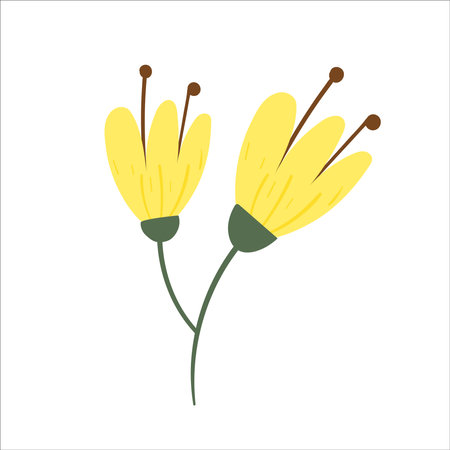 Mimosa flower vector. illustration isolated on white background. Yellow flower.のイラスト素材