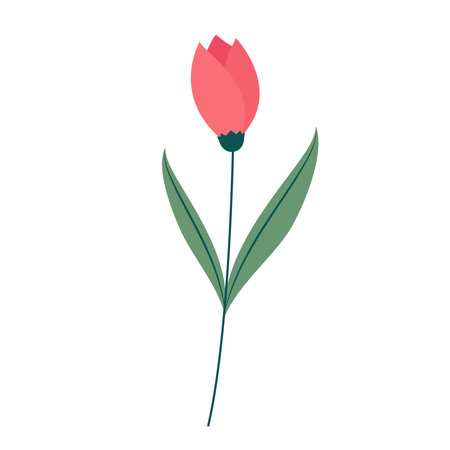 Soft red tulip isolated. Red flower icon isolated white background.のイラスト素材