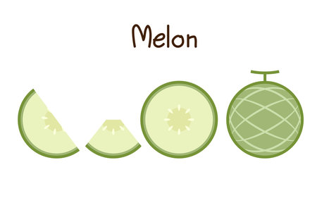 Melon vector. melon on white background. wallpaper. logo design.のイラスト素材
