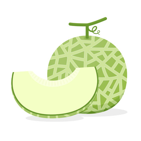 Melon logo vector. melon on white background. Half melon.のイラスト素材
