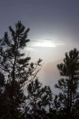 Mistery landscape with fir forest on coastline cliff in retro style and mediterranean sea in backgroundの写真素材