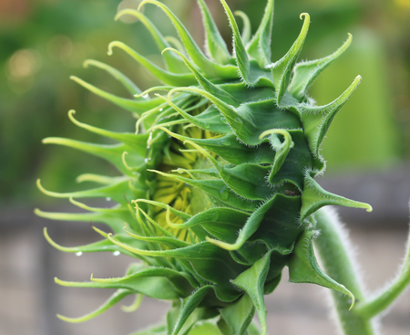 Sunflowers.の写真素材