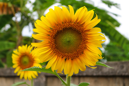 Sunflowers.の写真素材