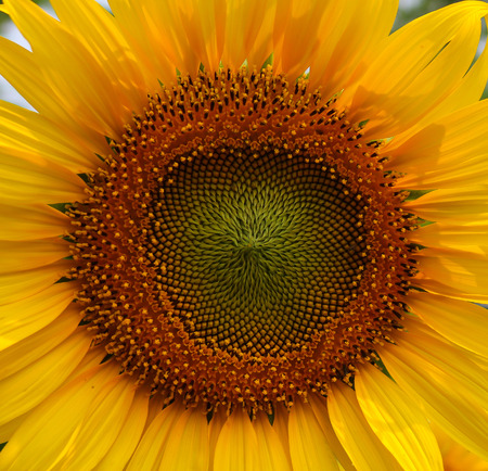 Sunflowers.の写真素材