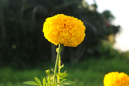 Marigoldの写真素材