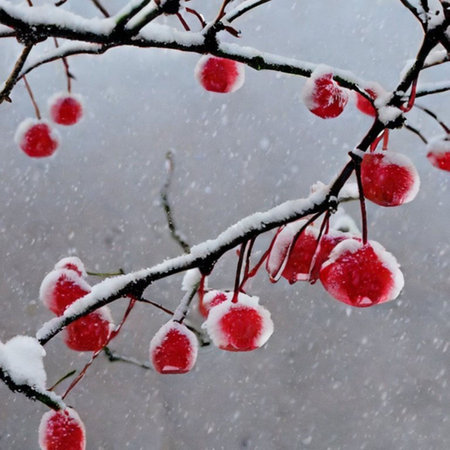 Frozen red berries on a branch of a tree in the snowの素材