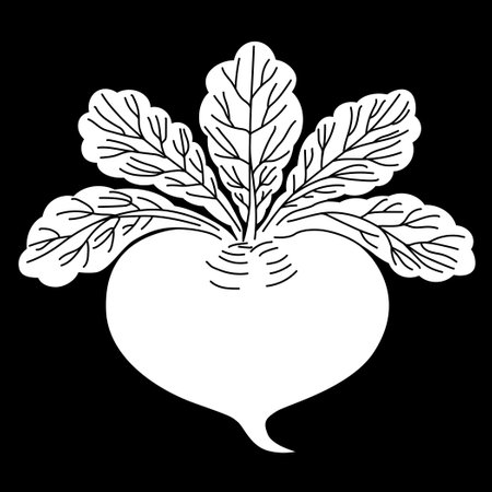 Beetroot with leaves. Vector illustration on a black background.のイラスト素材