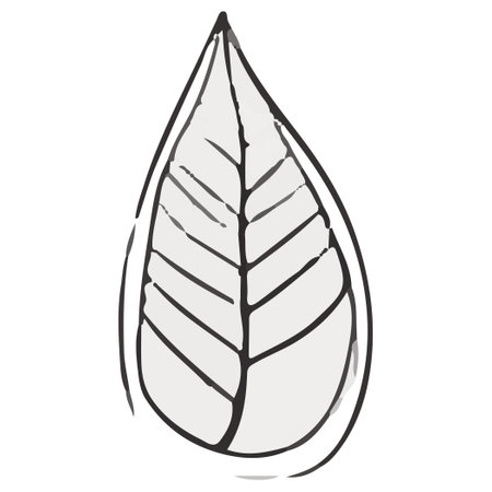 Illustration of a leaf on a white background. Vector illustration.の素材