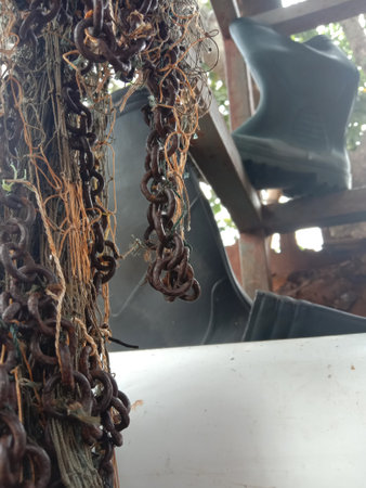 Old rusty chain hanging on a tree in the garden, Thailand.