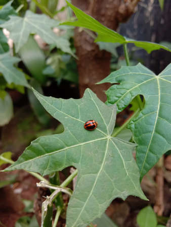 Ladybug on the leafの写真素材