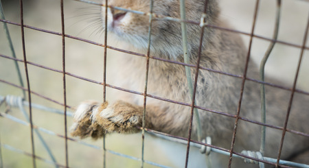 Bunny and rabbits locked up in wire fence.の写真素材