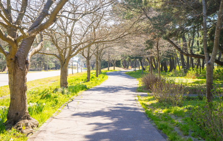 Walking path in public park