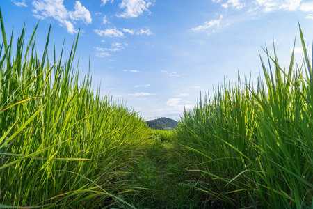 Walkway through a paddy fieldの写真素材