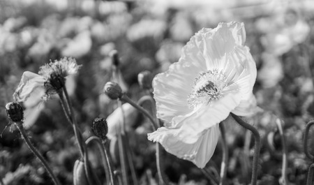 Vintage tone Flower Garden black and whiteの写真素材