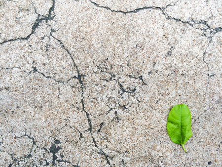 Cracked grunge concrete floor road with one green leafの写真素材