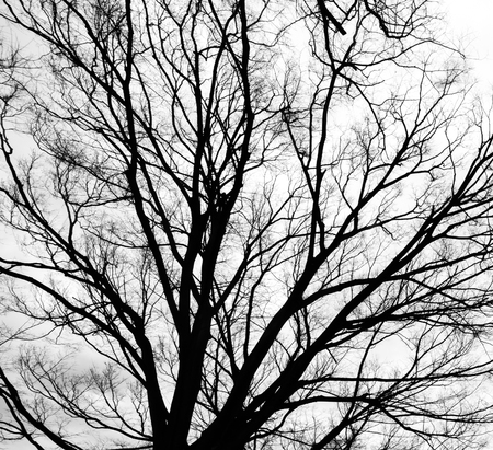 Winter Tree Branches silhouette on whiteの写真素材