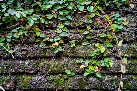 Dark Dirty brick wall full of dirt and moss for backgroundの写真素材