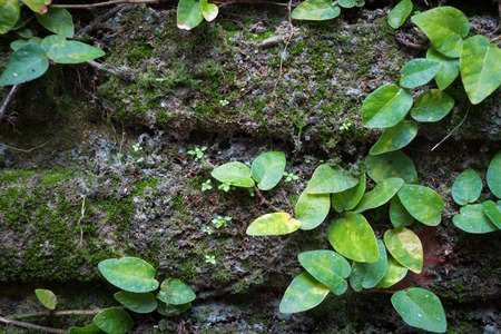 Dark Dirty brick wall full of dirt and moss for backgroundの写真素材
