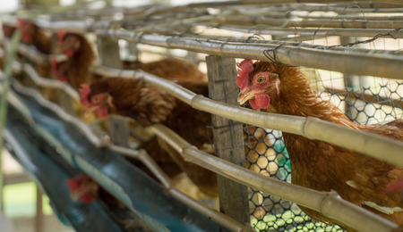 Chickens egg farm in wooded ranch cageの写真素材