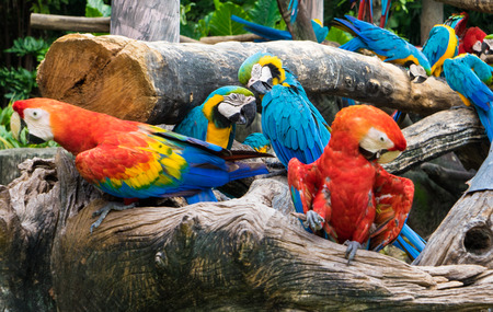 Group of colorful parrot on wooden logsの写真素材
