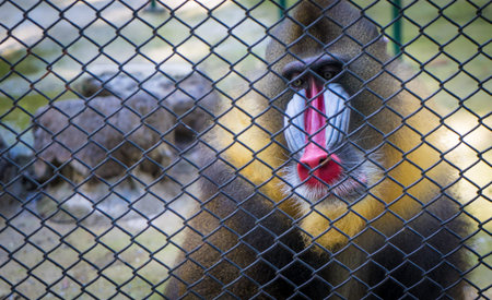 Mandrill Baboon monkey colorful face behind a cage