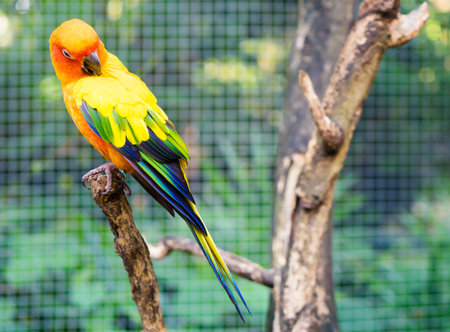 orange mini parrot standing on tree branches.