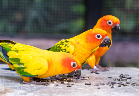 Three orange parrot eating food on a rock floorの写真素材
