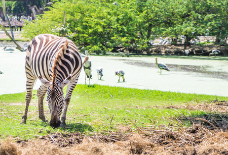 Zebra is eating green grass on lake sideの写真素材
