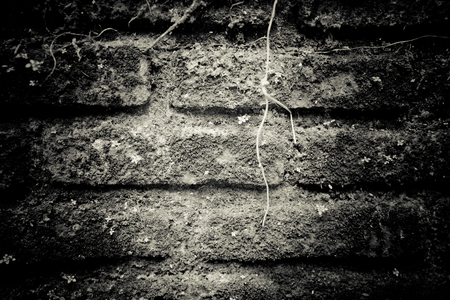 Dark Gray rough brick cover with mosses for texture backgroundの写真素材