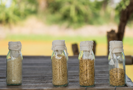 Rice Seed for paddy field packed in glass bottlesの写真素材