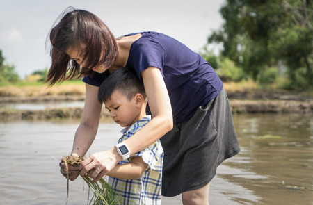 Mother is teaching her son to plant the rice on paddy field.の写真素材