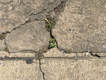 cracked concrete street with plant growing in the middleの写真素材