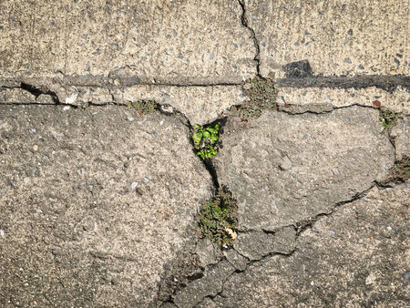 cracked concrete street with plant growing in the middle