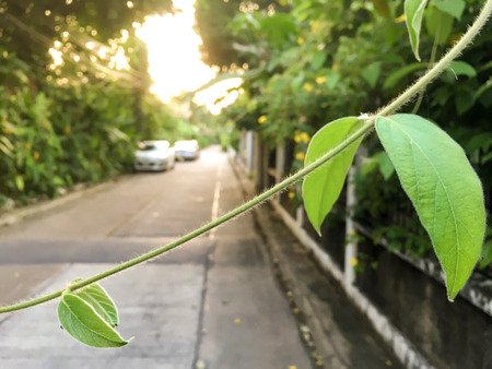 Green Leaf in an open village streetの写真素材