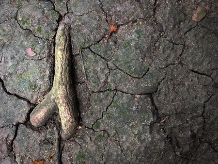 Dirt Ground surface with tree route for texture background.の写真素材