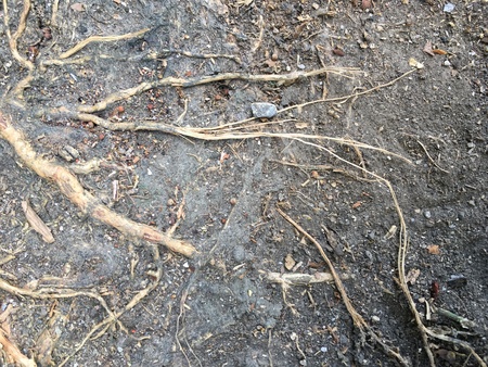 Tree roots on dirt ground for texture and background.の写真素材