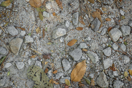 Rock and dead leaves on sandy floor for background.の写真素材