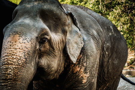Old elephant with grungy skin textureの写真素材