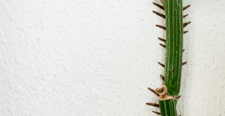 Climbing tree on white concrete wall textureの写真素材