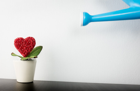Watering Heart flower in wihite pot to growの写真素材