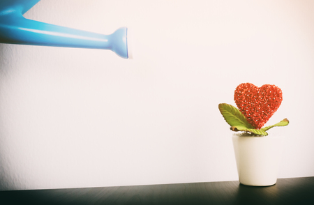 Watering can watering love on to a red flower for Romance conceptの写真素材