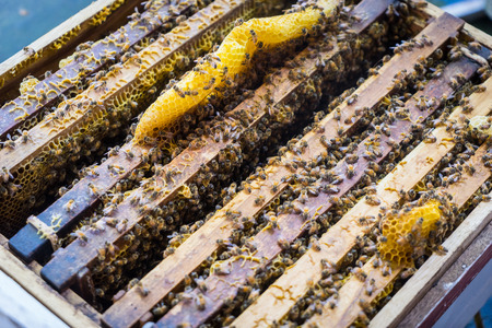 Honeycomb for hoeny farming wooden crate boxの写真素材