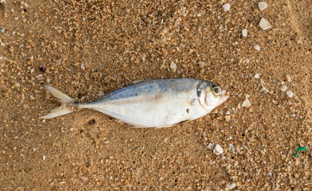 Dead fish on wet sand on a beach