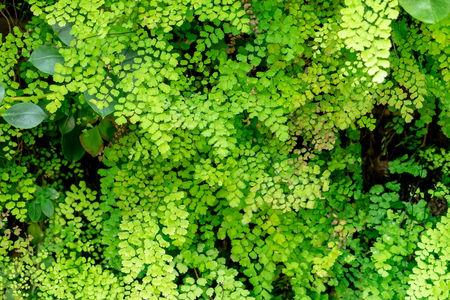 Green fern leaves in garden texture and backgroundの写真素材