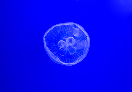 White jelly fish swimming in blue waterの写真素材