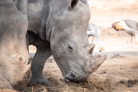 Rhinos are eating dried grass on the groundの写真素材