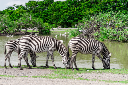 Family of Zebra is eating and drinking from the lakeの写真素材