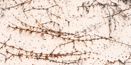 Stone concrete wall surround by plant for backgroundの写真素材