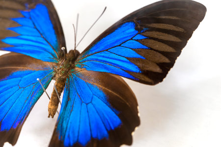 Blue butterfly isolated on white